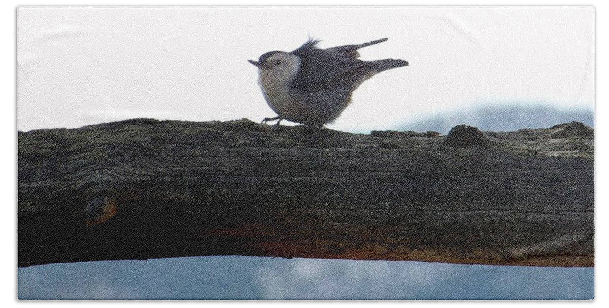Nuthatch Hand Towel featuring the photograph Nuthatch by Dorrene BrownButterfield