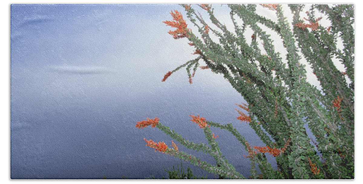 Mp Hand Towel featuring the photograph Ocotillo Fouquieria Splendens Cactus by Konrad Wothe