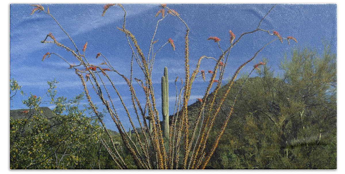 00171159 Bath Towel featuring the photograph Ocotillo Saguaro And Palo Verde Arizona by Tim Fitzharris