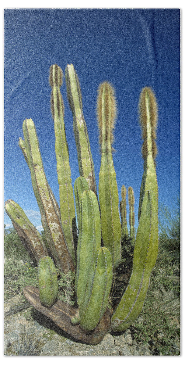 Mp Hand Towel featuring the photograph Old Man Cactus Lophocereus Schottii by Tui De Roy
