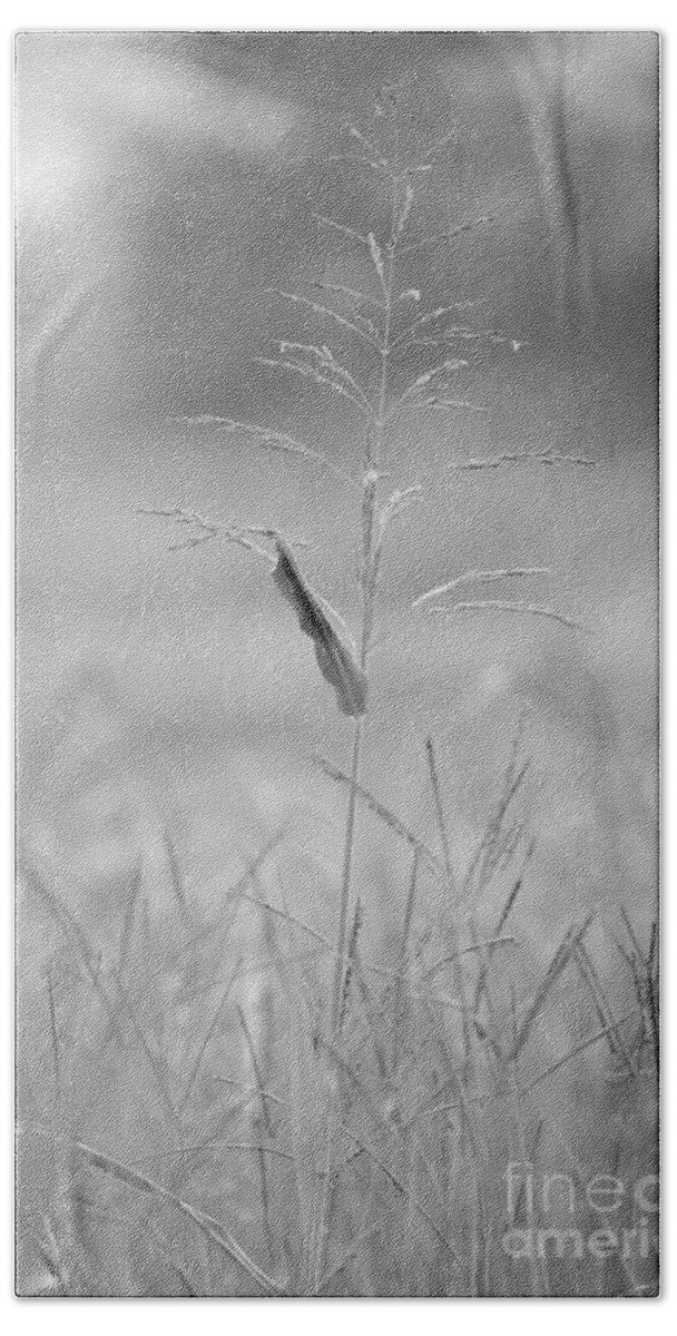 One Bath Towel featuring the photograph One Tall Blade of Grass on a Foggy Morn - BW by Maria Urso
