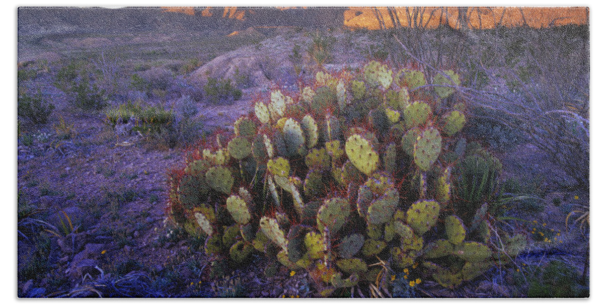 Mp Hand Towel featuring the photograph Opuntia Opuntia Sp In Chihuahuan Desert by Tim Fitzharris