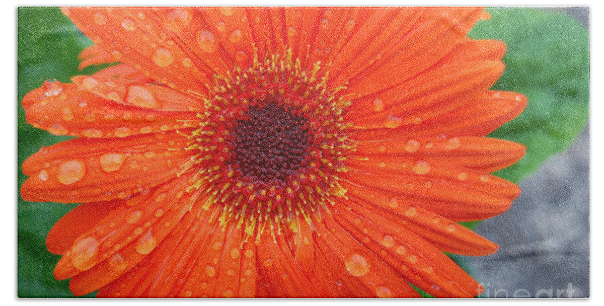 Orange Hand Towel featuring the photograph Orange Flower with Raindrops by Grace Grogan