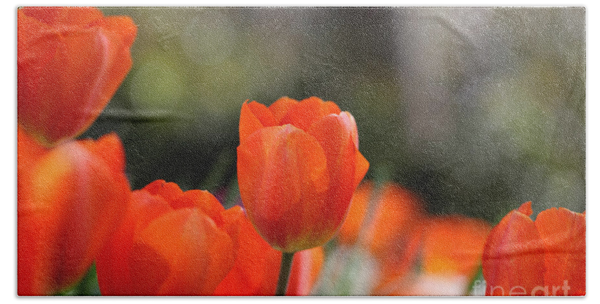 Red Bath Towel featuring the photograph Orange red tulips by Nicholas Burningham
