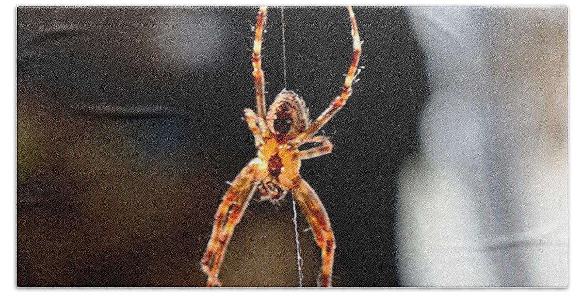 Spider Hand Towel featuring the photograph Orange Spider by Chriss Pagani