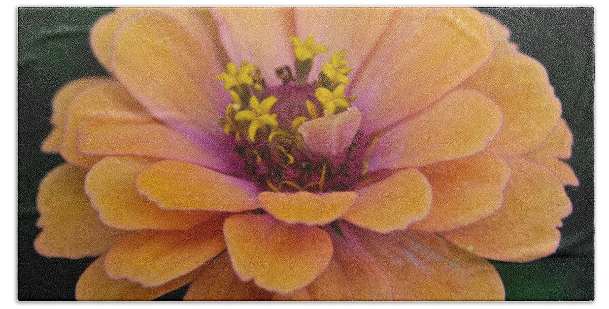 Annual Bath Towel featuring the photograph Orange Zinnia_9475_4267 by Michael Peychich
