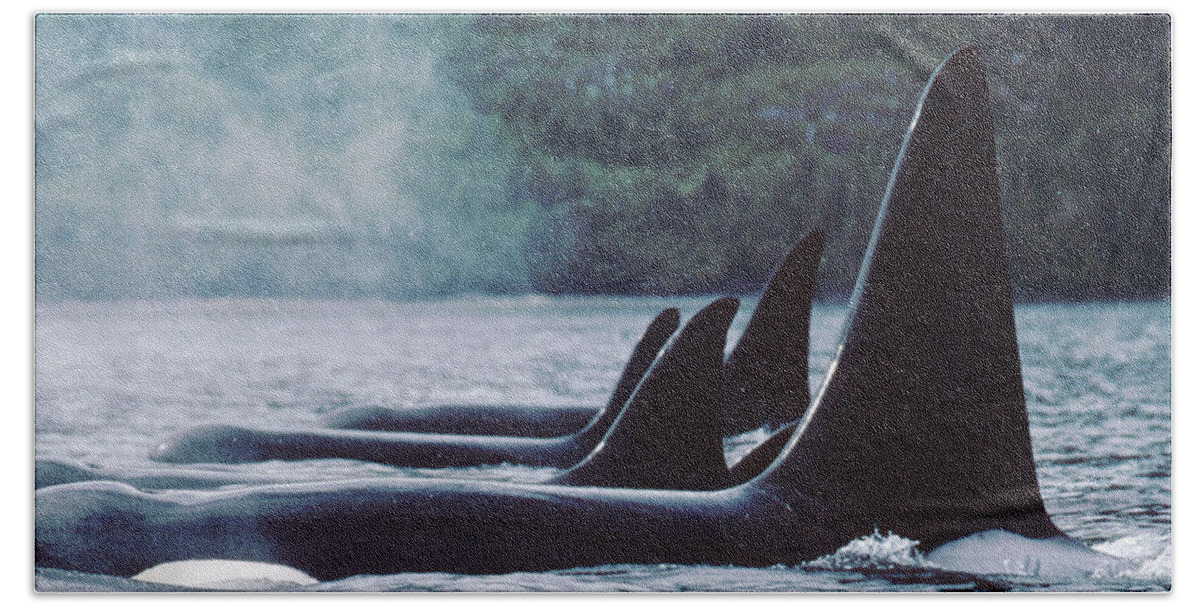 00079532 Bath Towel featuring the photograph Orcas At Rest Johnstone Strait British by Flip Nicklin
