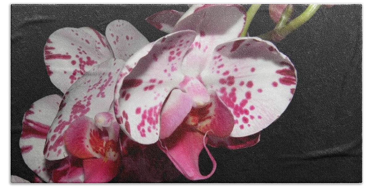 Orchid Bath Towel featuring the photograph Orchid beauties by Kim Galluzzo