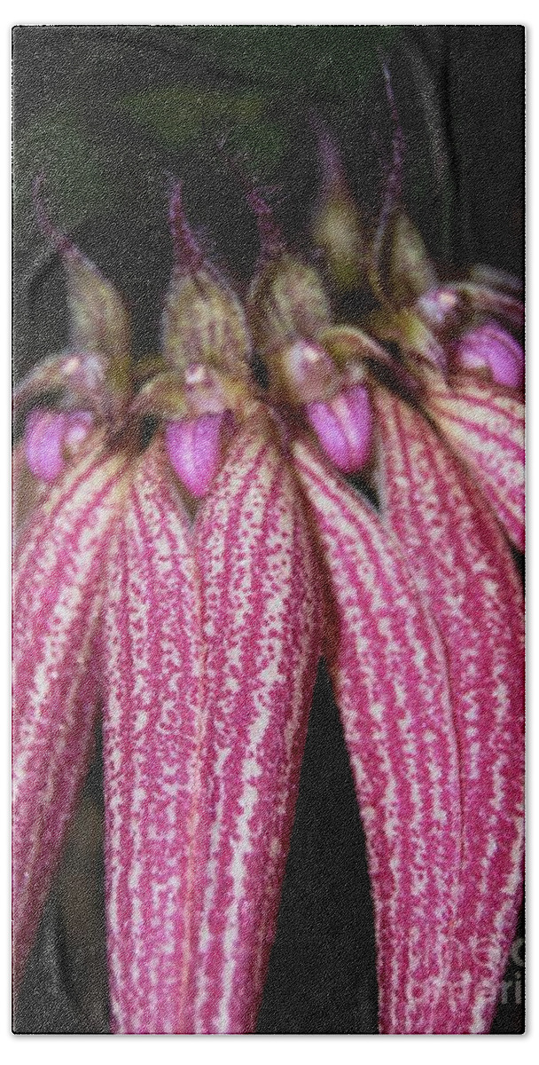 Rare Bath Towel featuring the photograph Orchid Macro 3 by Angela Murray