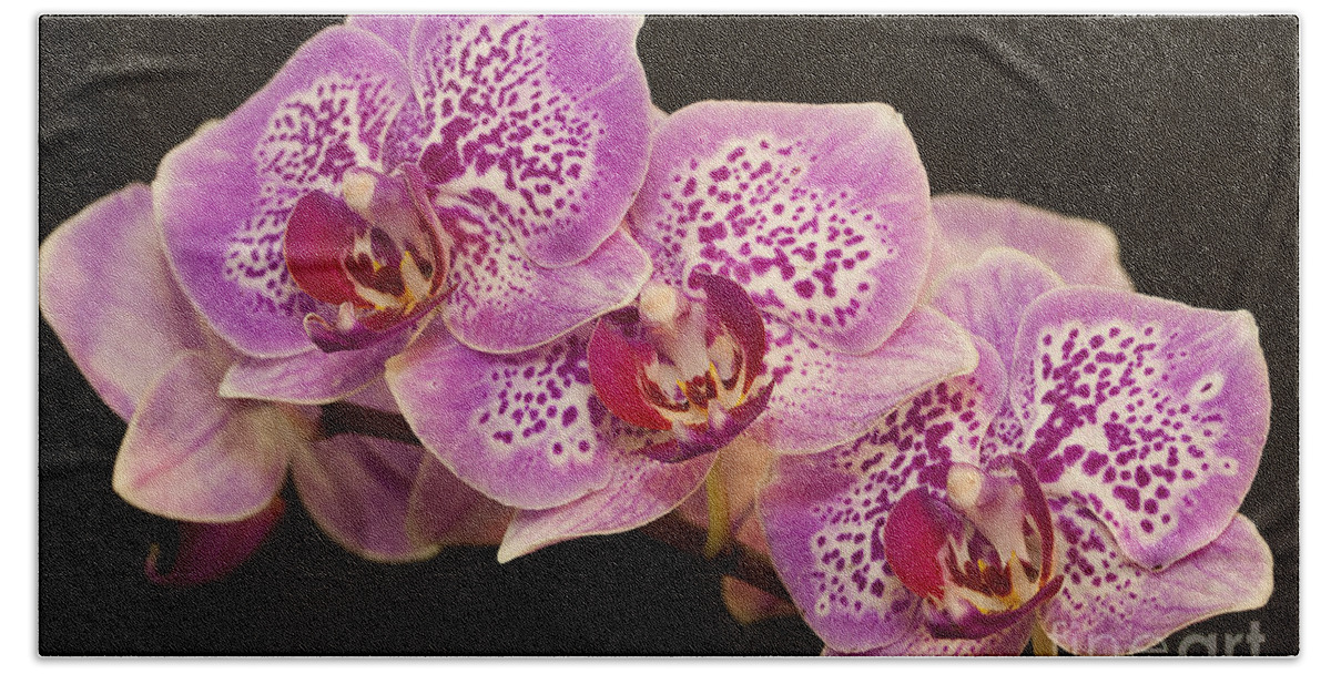 Orchids Hand Towel featuring the photograph Orchids by Eunice Gibb