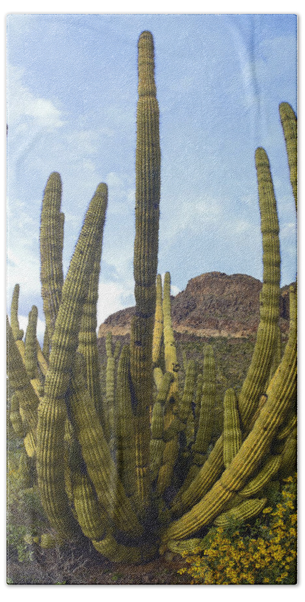 Mp Hand Towel featuring the photograph Organ Pipe Cactus Stenocereus Thurberi by Tim Fitzharris