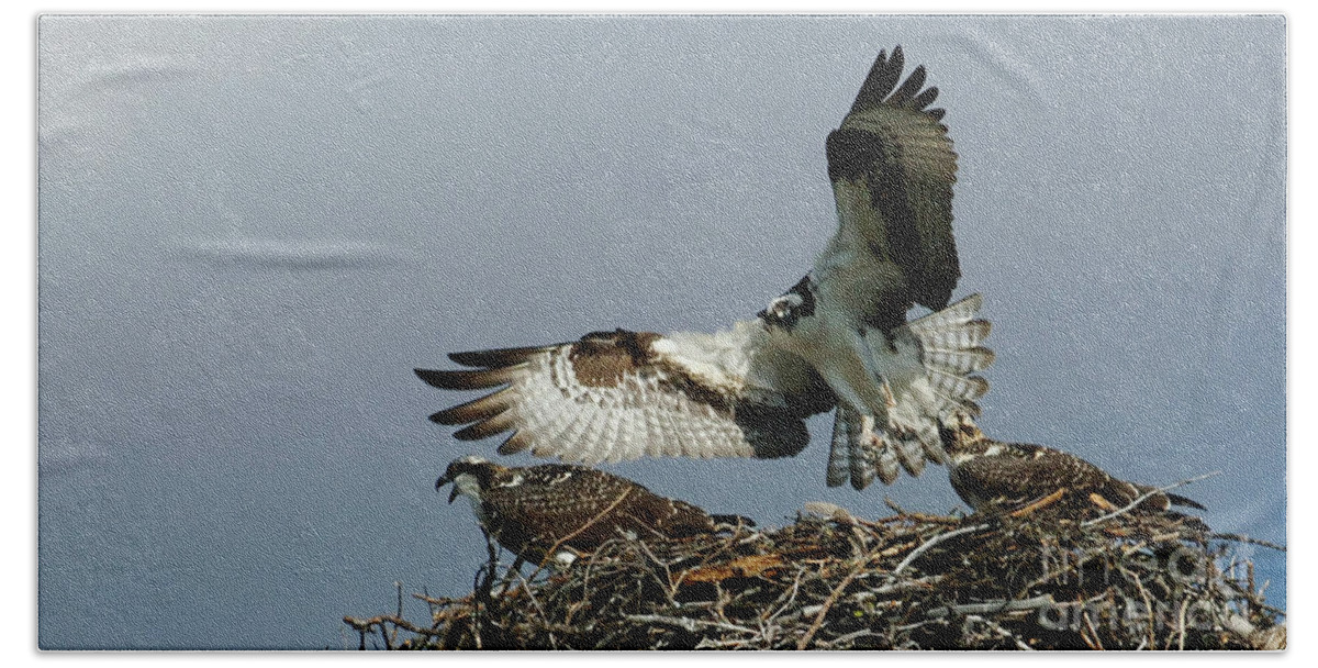 Osprey Hand Towel featuring the photograph Osprey 2 by Bob Christopher