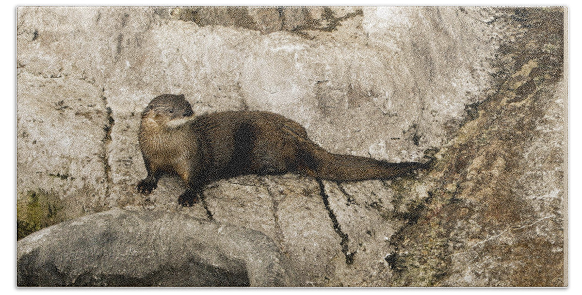 Sea Bath Towel featuring the photograph Otter by Marilyn Hunt