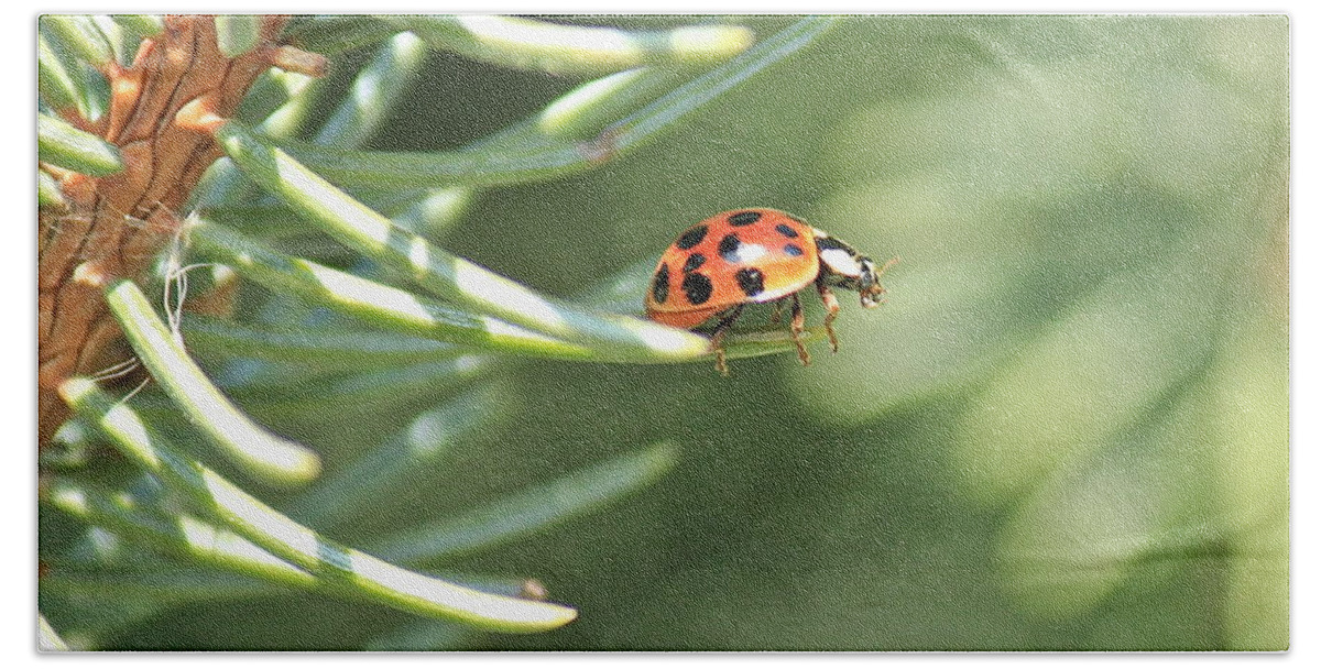 Ladybug Hand Towel featuring the photograph Out on a Limb by Penny Meyers