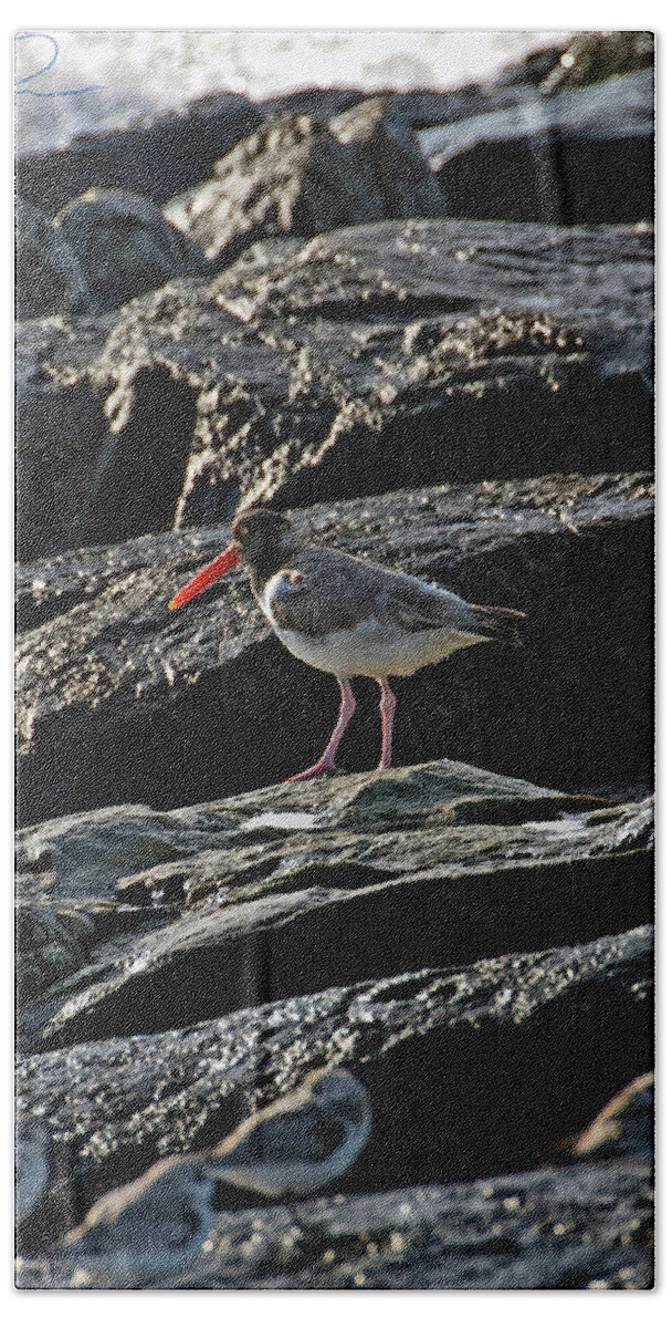 Oyster Catcher Bath Towel featuring the photograph Oyster on the Rocks by S Paul Sahm