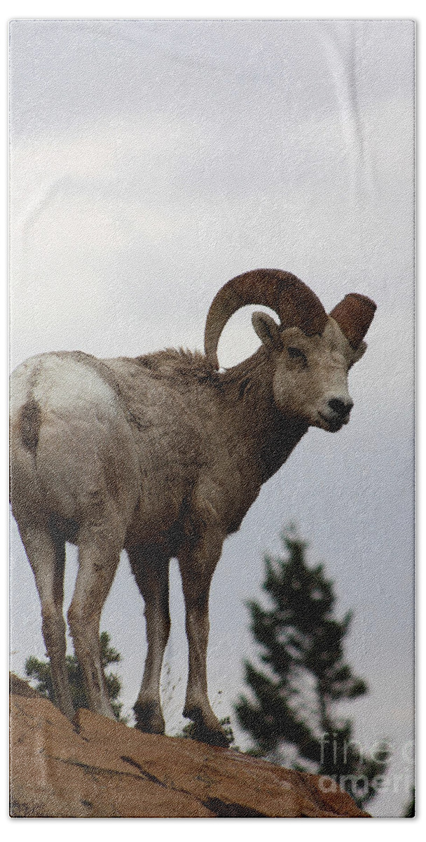 Ram Hand Towel featuring the photograph Park Overseer by Alyce Taylor