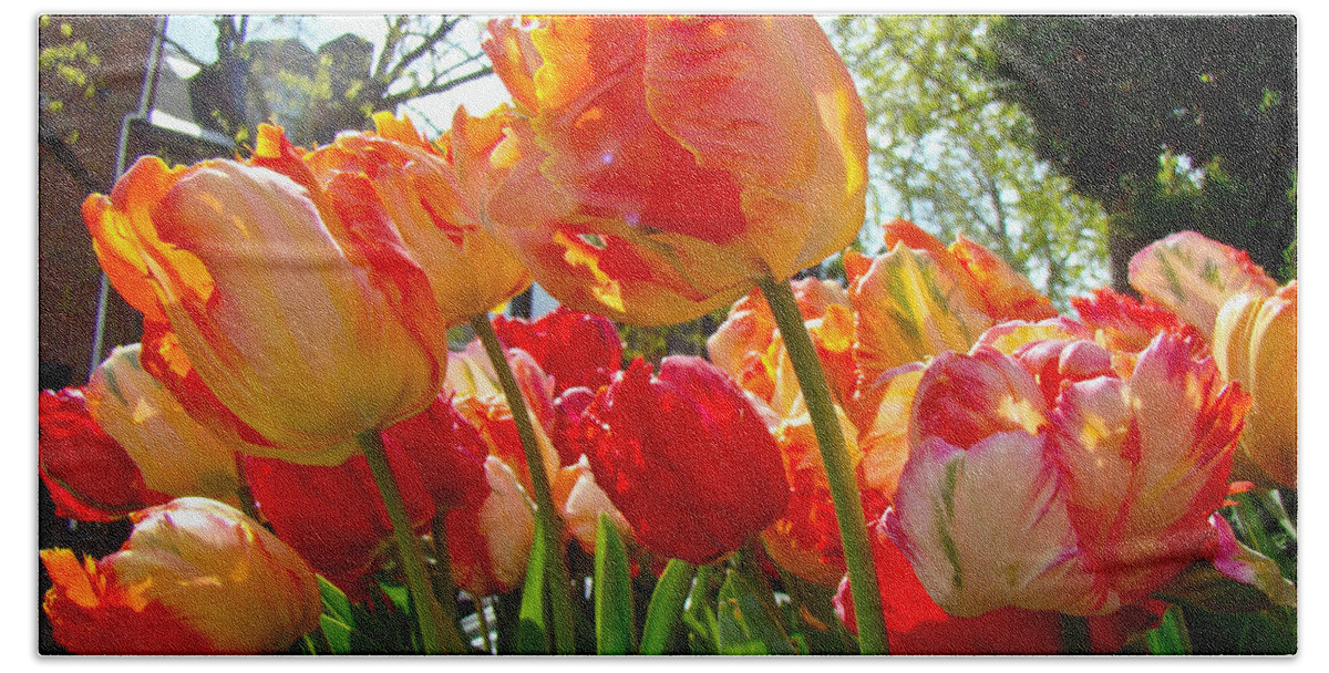 Tulips Hand Towel featuring the photograph Parrot Tulips in Philadelphia by Carol Senske