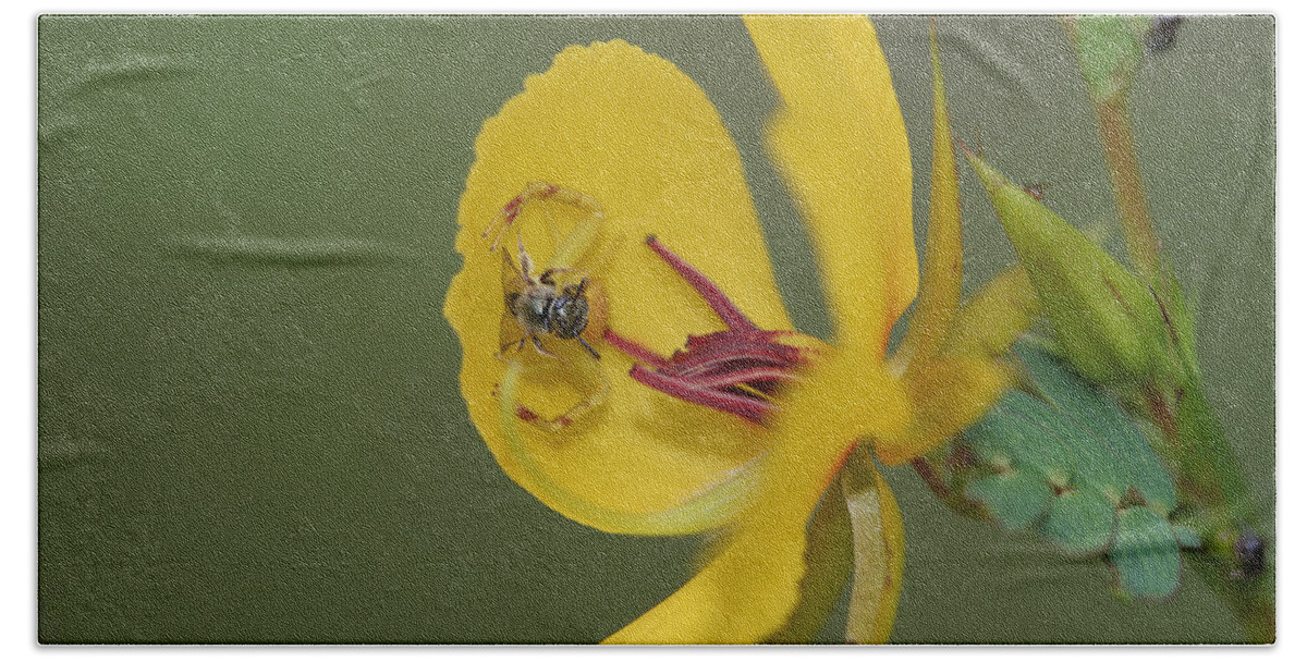 Partridge Pea Hand Towel featuring the photograph Partridge Pea And Matching Crab Spider With Prey by Daniel Reed