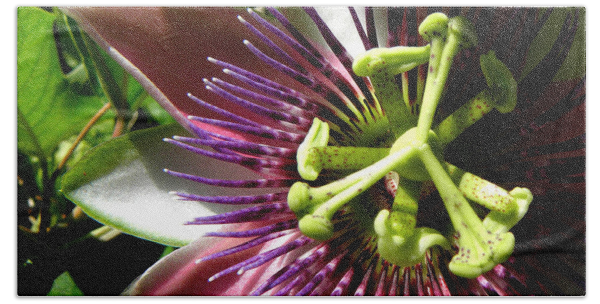 Passion Flower Bath Towel featuring the photograph Passionate Peeks by Kim Galluzzo