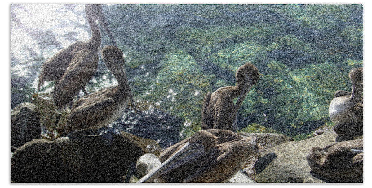 Pelicans Bath Towel featuring the photograph Pelicans by Kathy Corday