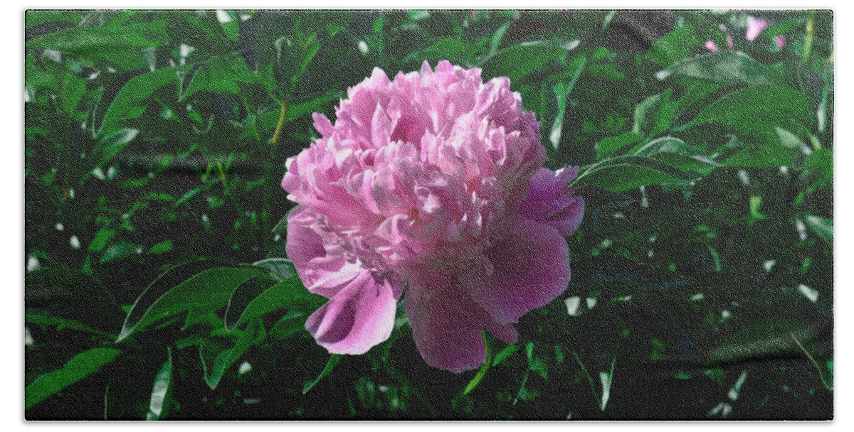 Closeup Hand Towel featuring the photograph Peony by Michael Goyberg