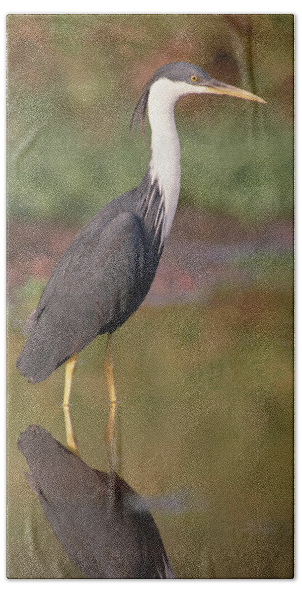 Mp Bath Towel featuring the photograph Pied Heron Ardea Picata Wading by Gerry Ellis