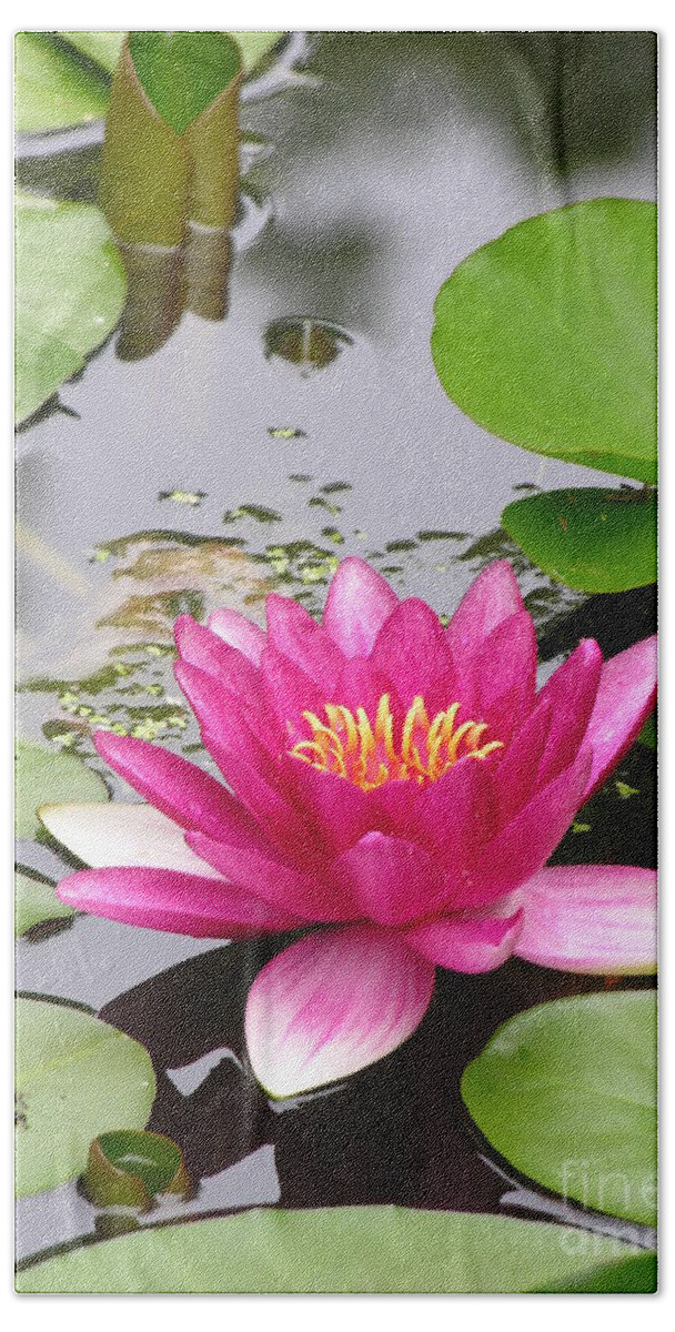 Lily Hand Towel featuring the photograph Pink Lily Flower by Diane Lesser