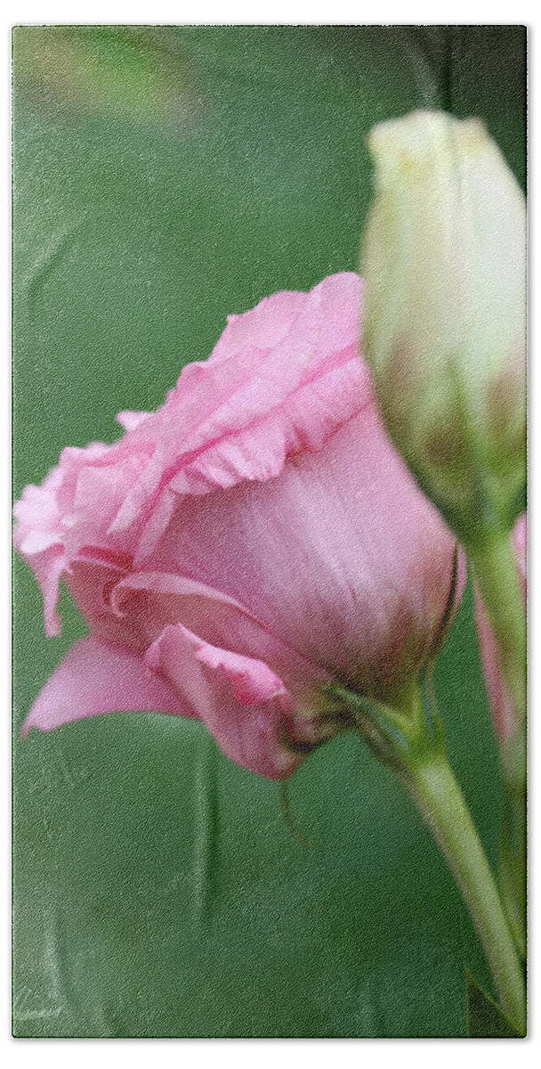 Lisianthus Bath Towel featuring the photograph Pink Lisianthus by Diana Haronis