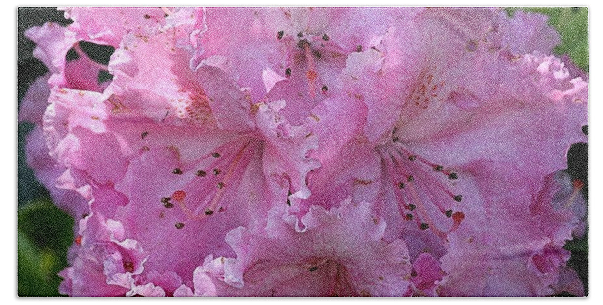 Rhodie Bath Towel featuring the photograph Pink Rhododendrons by Chriss Pagani