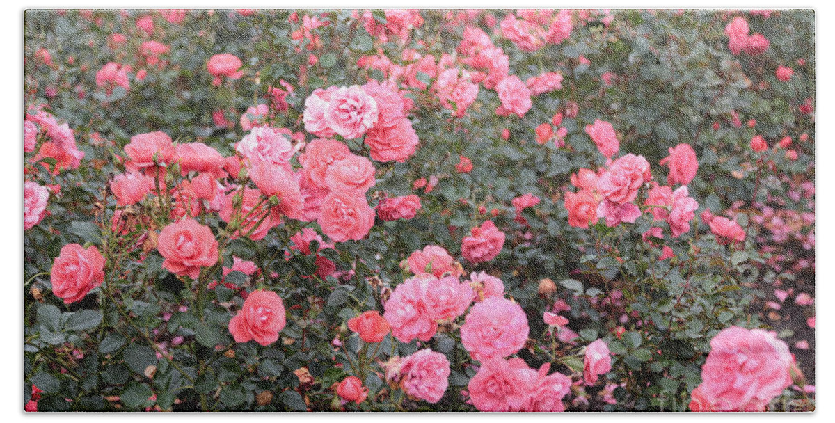 Roses Bath Sheet featuring the photograph Pink Roses Canvas by Carol Groenen