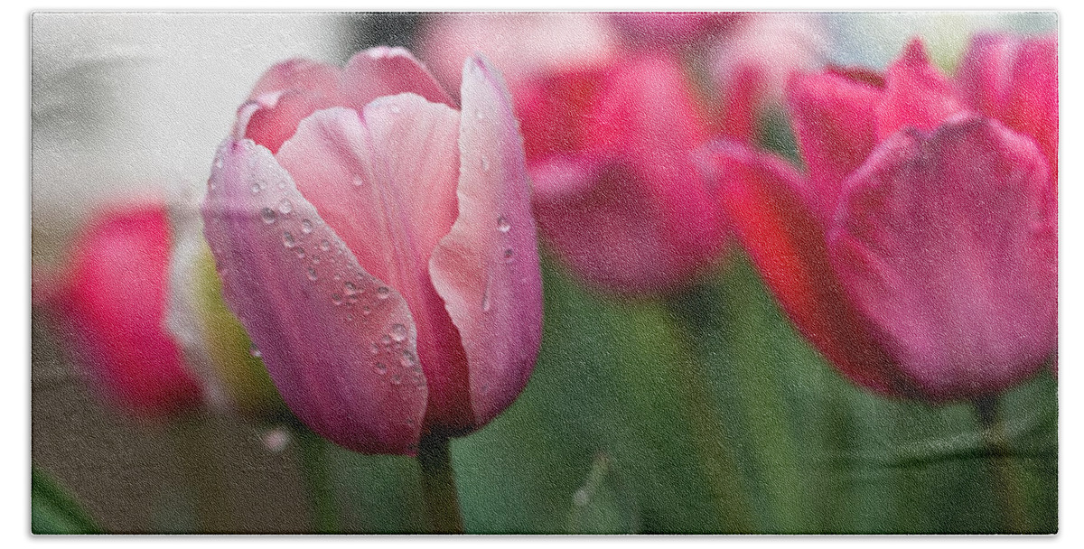 Dew Bath Towel featuring the photograph Pink Tulips with Water Drops by Lori Coleman