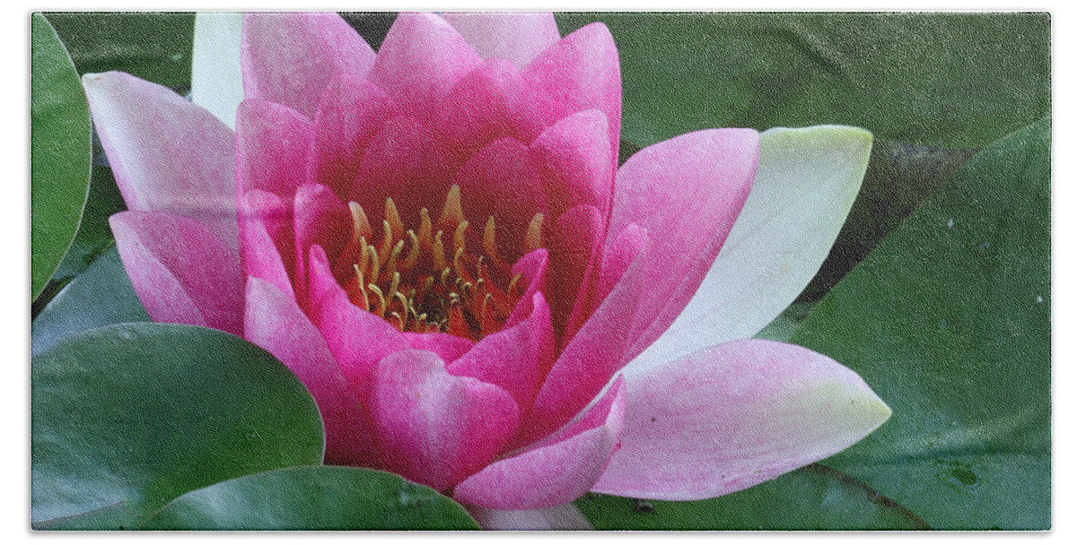 Nymphaea Bath Towel featuring the photograph Pink Water Lily by Daniel Reed