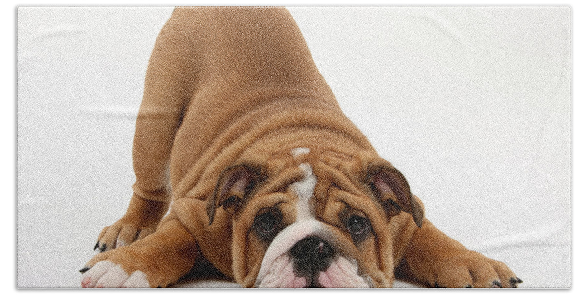 Dog Bath Towel featuring the photograph Playful Bulldog Pup by Mark Taylor