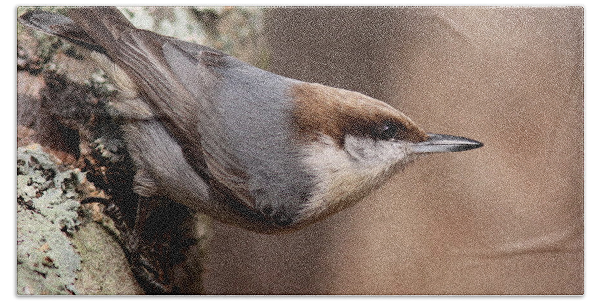Brown Headed Nuthatch Bath Sheet featuring the photograph Pointed by Travis Truelove