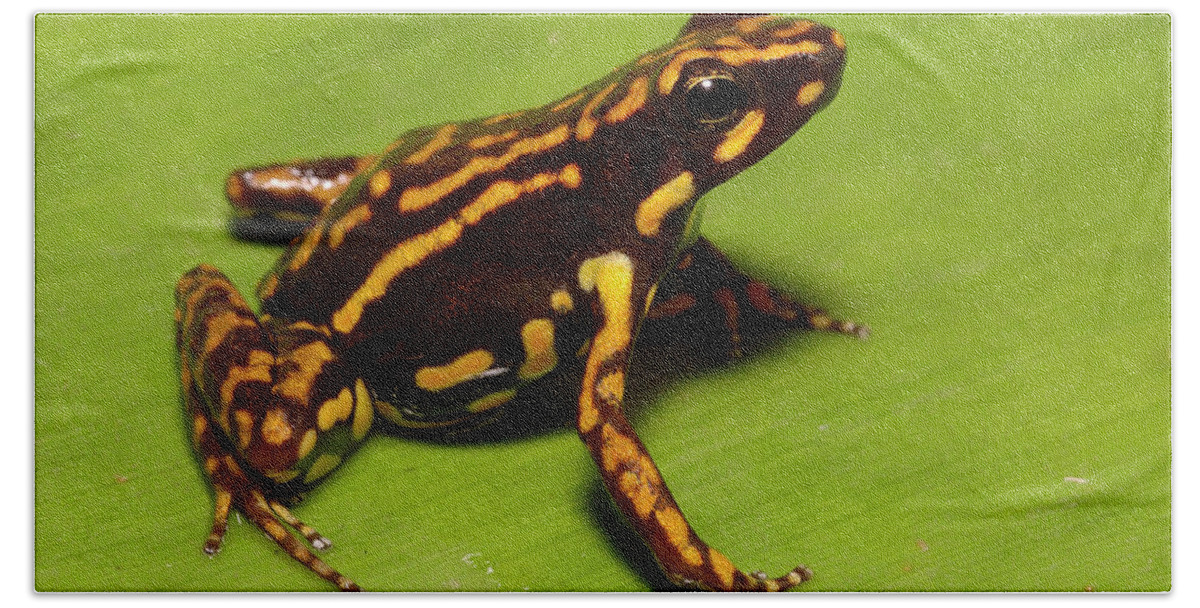 Mp Bath Towel featuring the photograph Poison Dart Frog Epipedobates Sp New by Pete Oxford