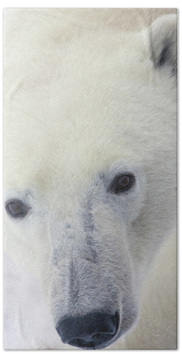 Mp Bath Towel featuring the photograph Polar Bear Ursus Maritimus Close-up by Matthias Breiter