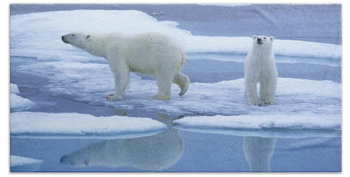 00282135 Bath Towel featuring the photograph Polar Bear Ursus Maritimus Pair On Ice by Rinie Van Meurs
