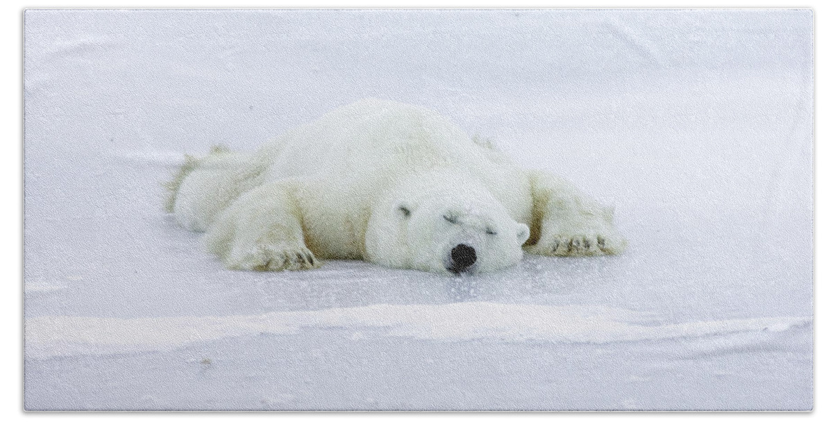 Mp Bath Towel featuring the photograph Polar Bear Ursus Maritimus Resting by Matthias Breiter