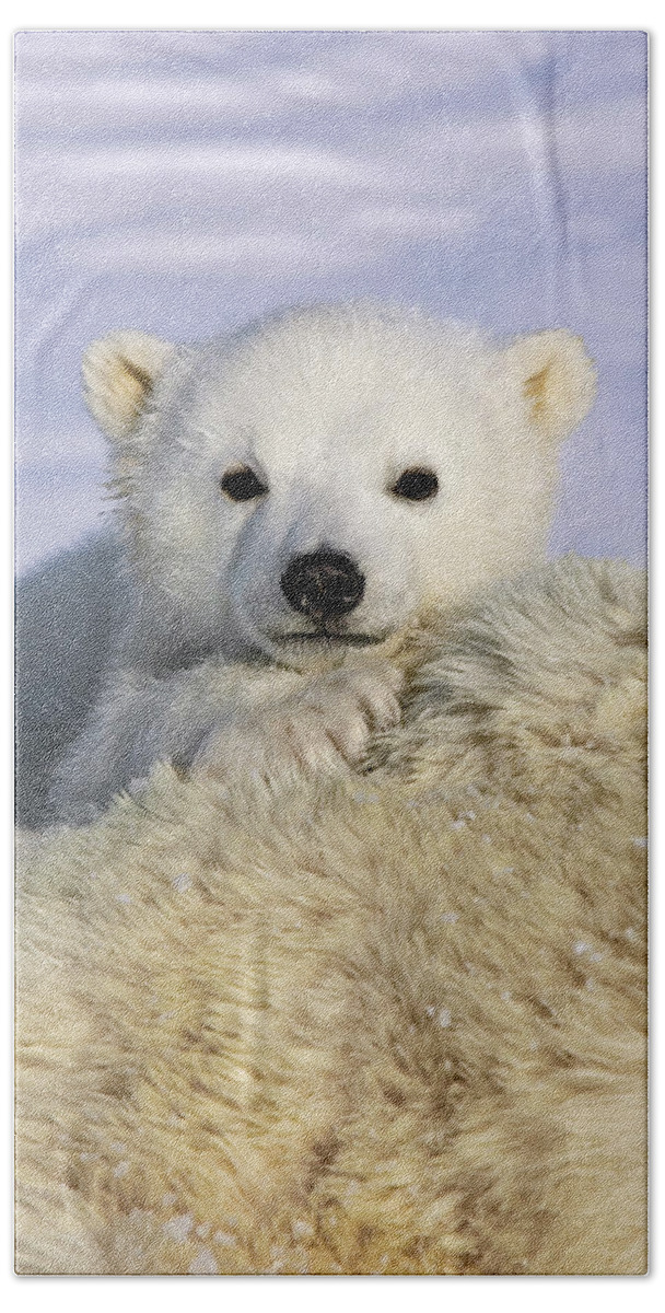 Mp Hand Towel featuring the photograph Polar Bear Ursus Maritimus Three by Suzi Eszterhas