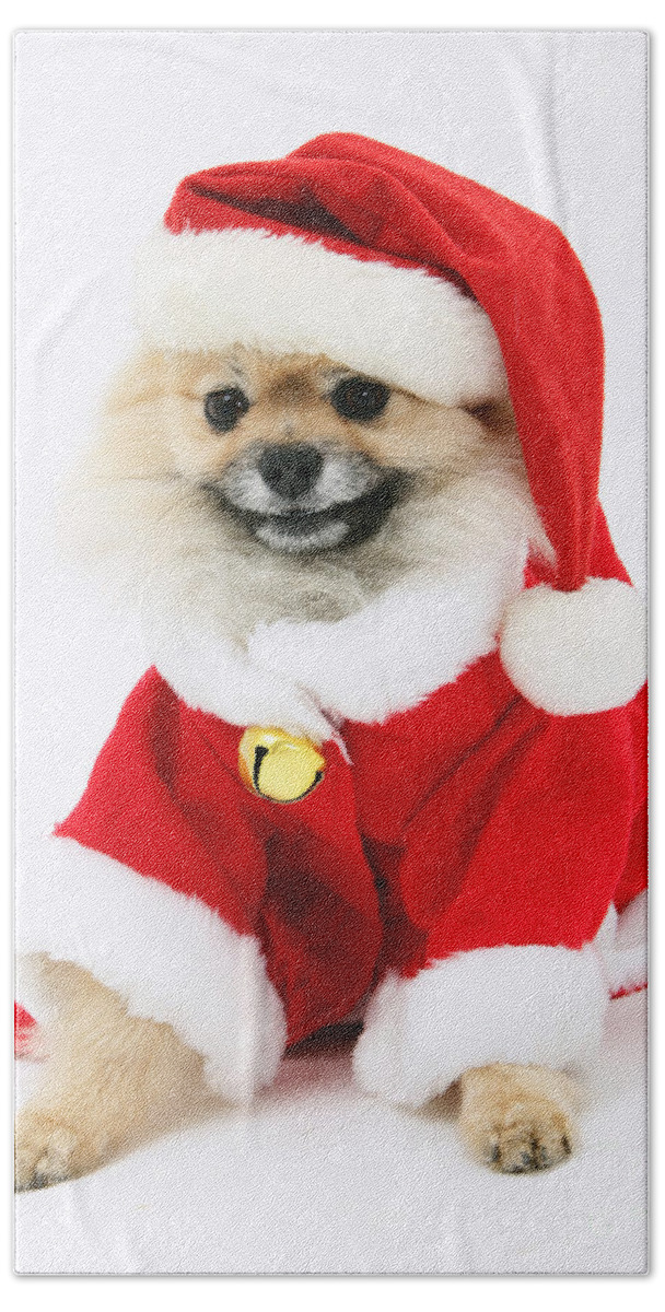 Animal Hand Towel featuring the photograph Pomeranian Santa by Mark Taylor