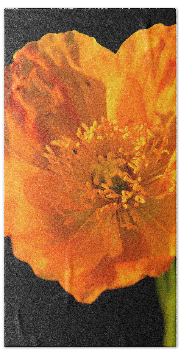 Flower Hand Towel featuring the photograph Poppy by Bill Dodsworth