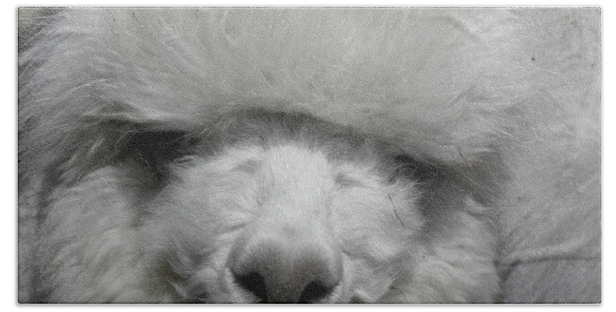 Alpaca Bath Towel featuring the photograph Powder Puff Peruvian by Kim Galluzzo Wozniak