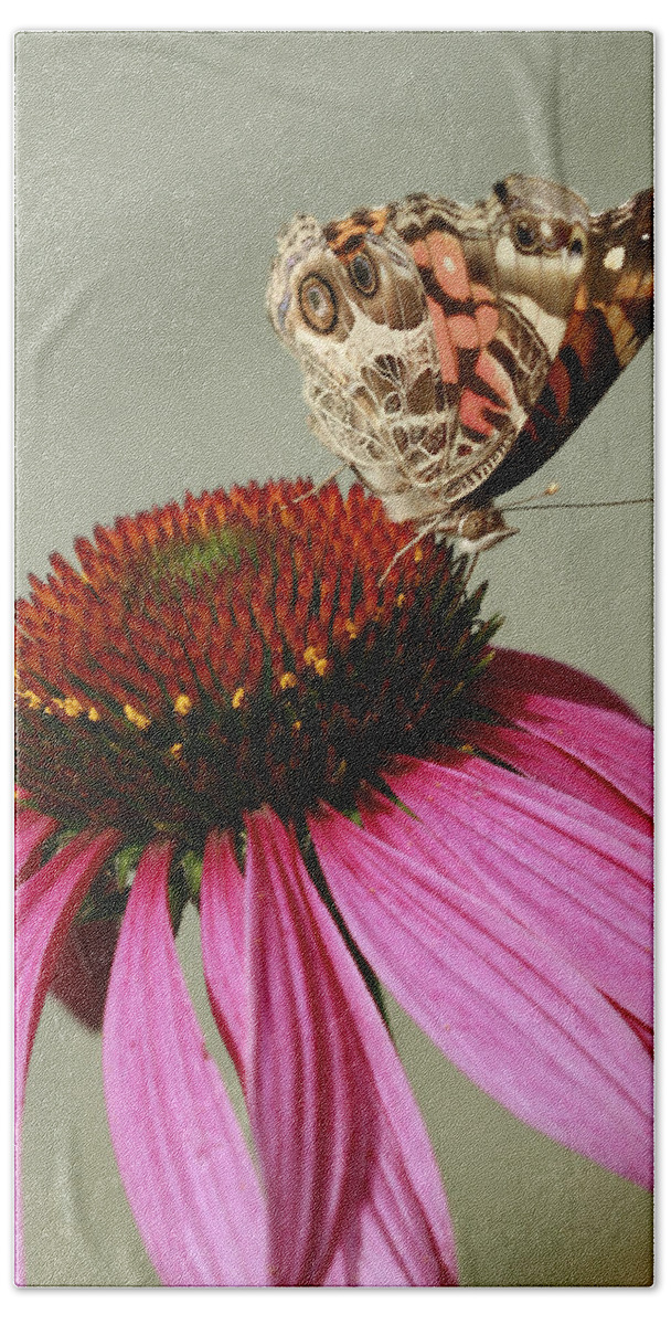 Vanessa Cardui Bath Towel featuring the photograph Pretty Painted Lady Butterfly On Conflower by Kathy Clark