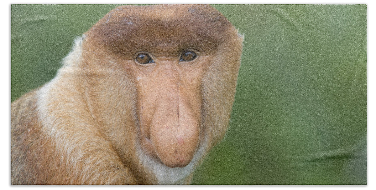 00479416 Bath Towel featuring the photograph Proboscis Monkey Male Sabah Malaysia by Suzi Eszterhas