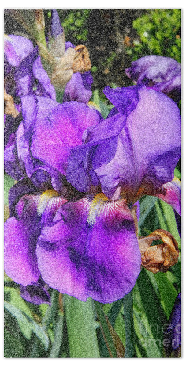 Purple German Iris Bath Sheet featuring the photograph Purple German Iris by Mariola Bitner