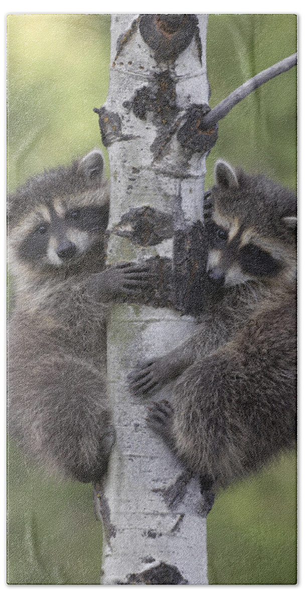 00176521 Bath Towel featuring the photograph Raccoon Two Babies Climbing Tree North by Tim Fitzharris