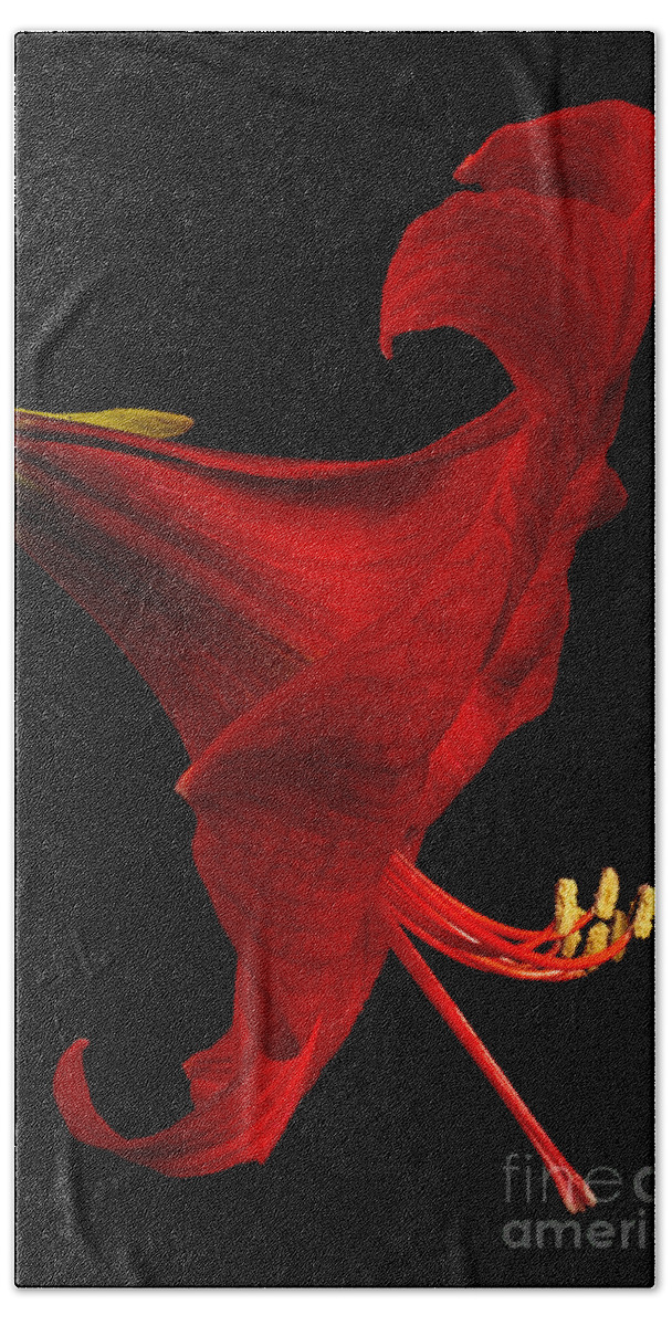 Amaryllis Bath Towel featuring the photograph Red Amaryllis - 4 by Ann Garrett