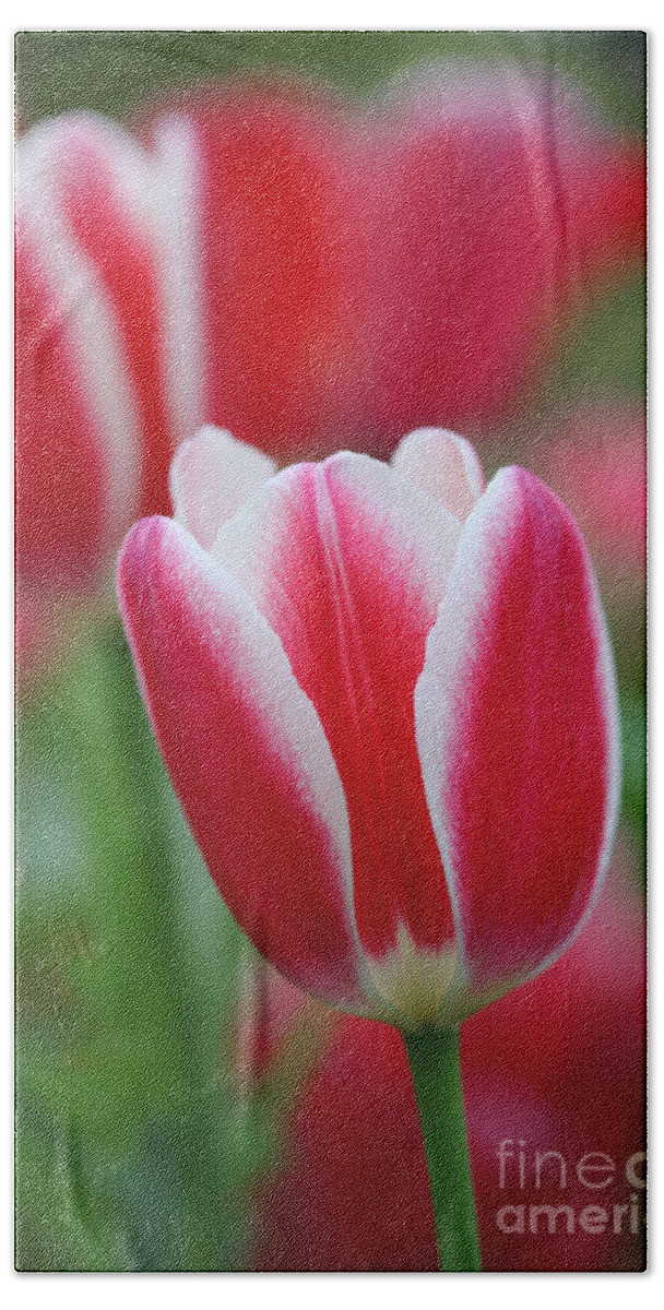 Red Bath Towel featuring the photograph Red and white tulips by Nicholas Burningham