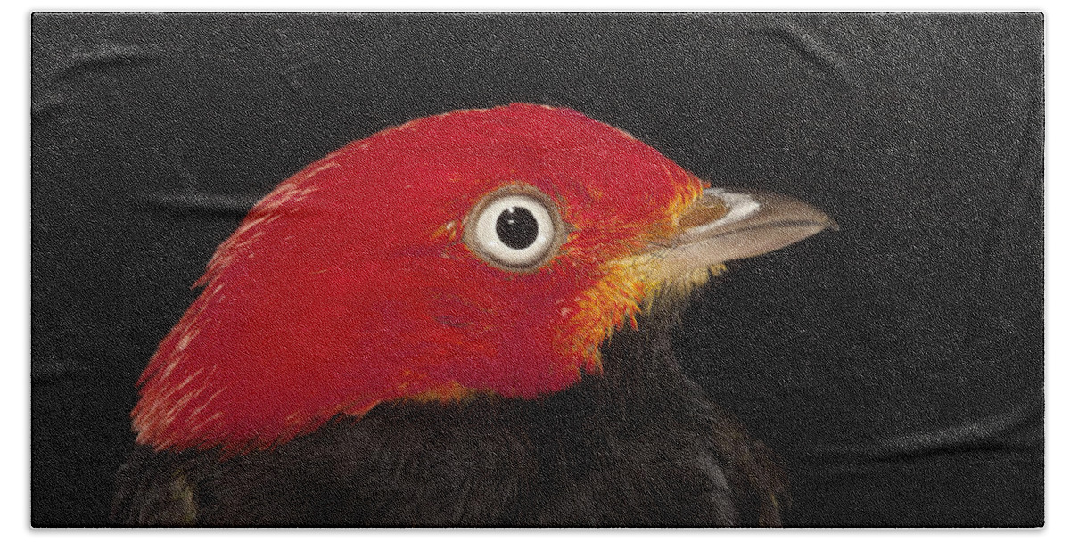 Mp Bath Towel featuring the photograph Red-capped Manakin Pipra Mentalis Male by Christian Ziegler