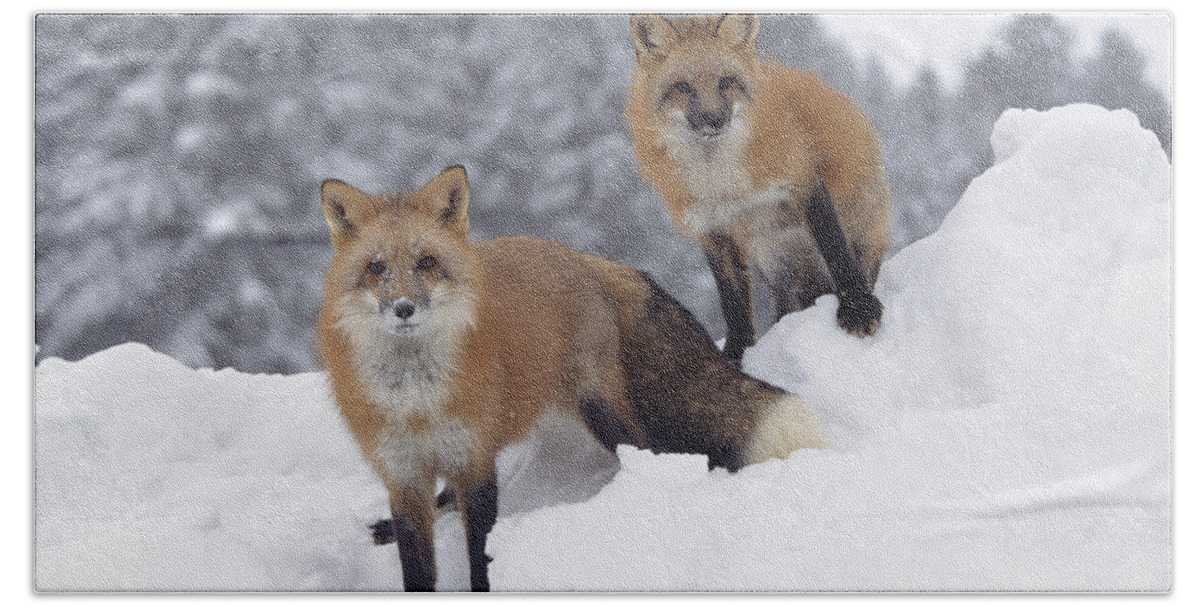 00170073 Hand Towel featuring the photograph Red Fox Pair In Snow Fall Showing by Tim Fitzharris